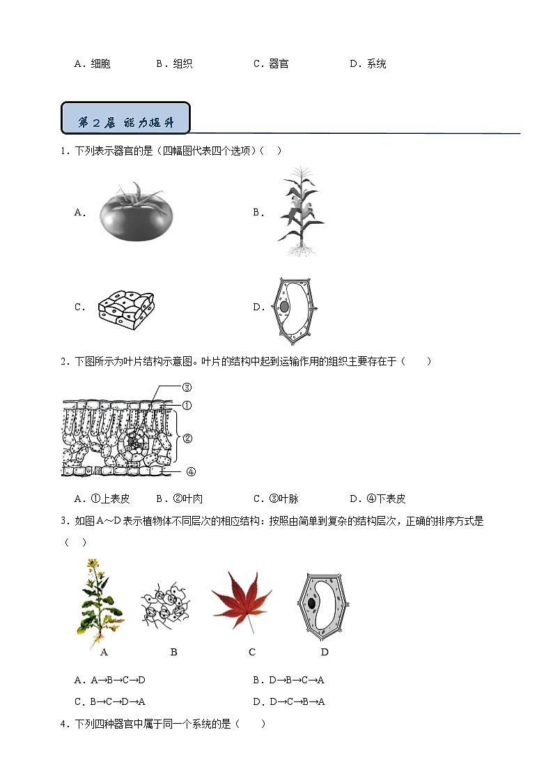 5.2 多细胞生物的结构层次-2024-2025学年七年级上册生物同步练习（苏科版2024）第2页