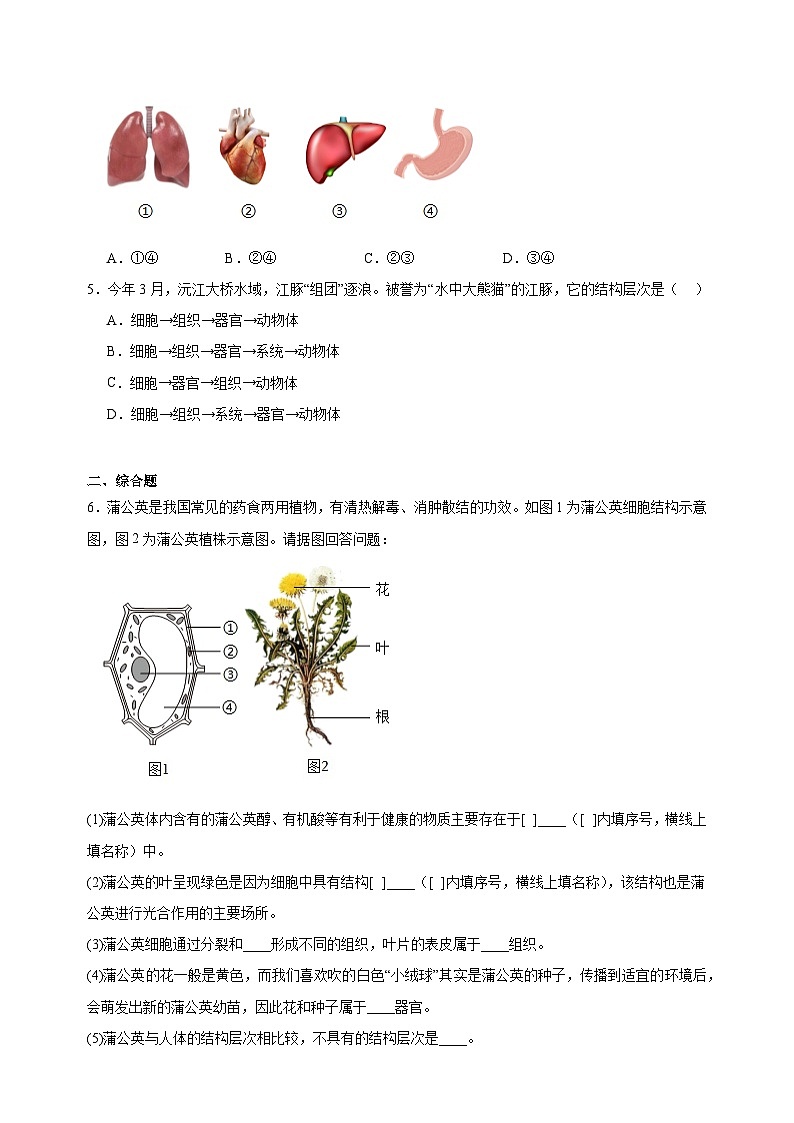 5.2 多细胞生物的结构层次-2024-2025学年七年级上册生物同步练习（苏科版2024）第3页