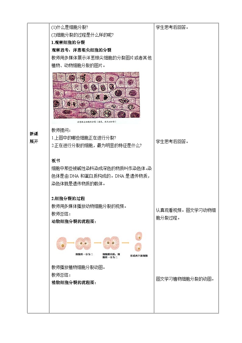 第一单元生物和细胞第三章从细胞到生物体第一节细胞通过分裂产生新细胞核心素养教案2024新人教版生物七年级上册02