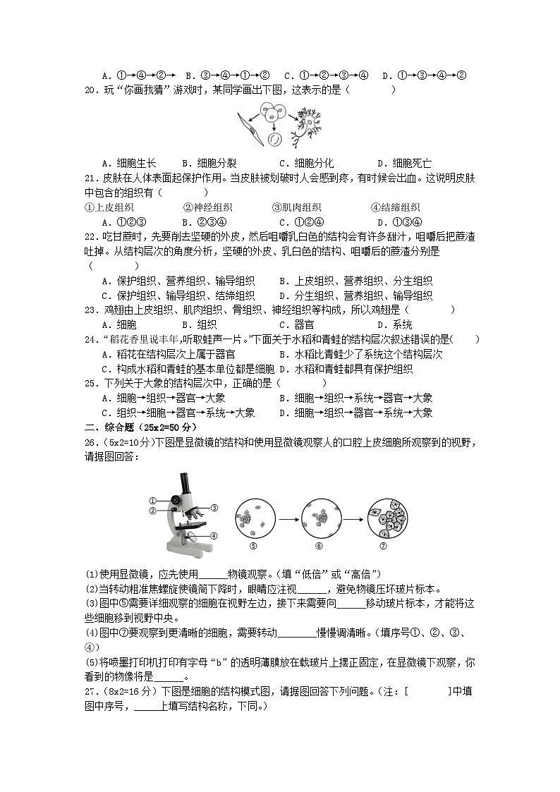 期中考试模拟练习（1-3章）-2024-2025学年北师大版生物七年级上册第3页