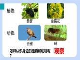 24秋七年级生物上（RJ）精品教学课件（新教材） 第1单元 生物和生物圈 1.1.1观察周边环境中的生物