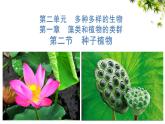 人教版七年级生物上册2.1.2《种子植物》⁮教学课件