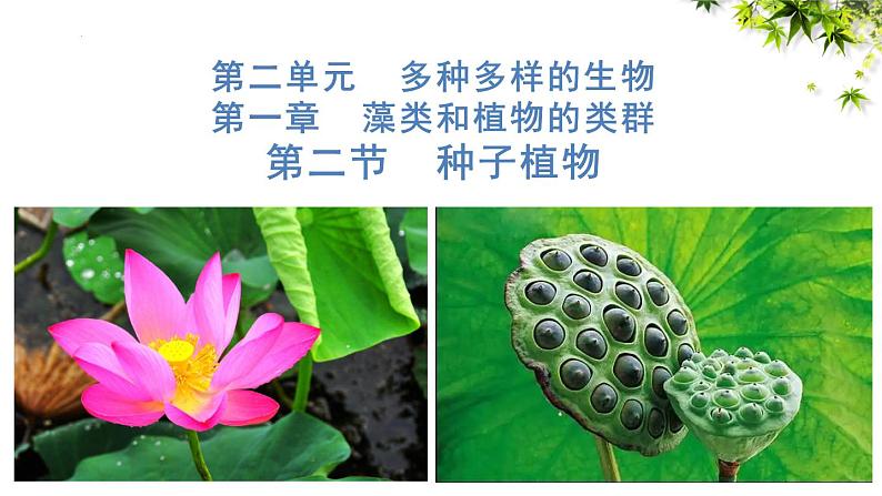 人教版七年级生物上册2.1.2《种子植物》⁮教学课件第1页