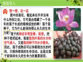 人教版七年级生物上册2.1.2《种子植物》⁮教学课件