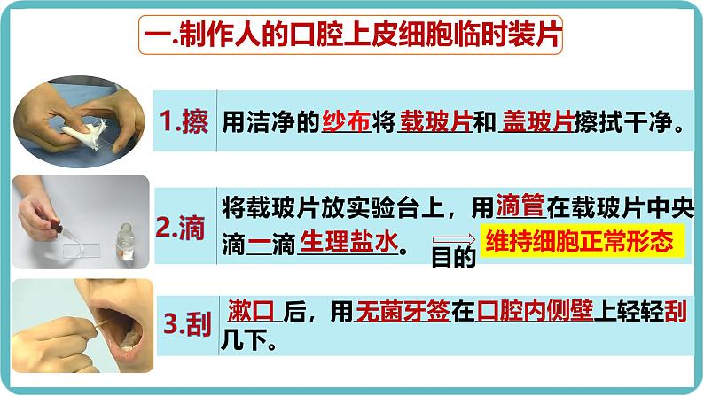 人教版生物七年级上册1.2.3《动物细胞》课件第3页