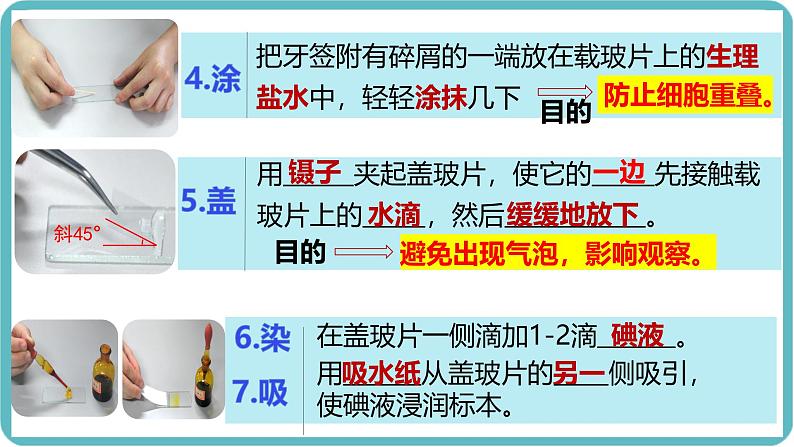 人教版生物七年级上册1.2.3《动物细胞》课件第4页