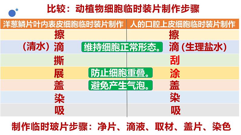 人教版生物七年级上册1.2.3《动物细胞》课件第6页