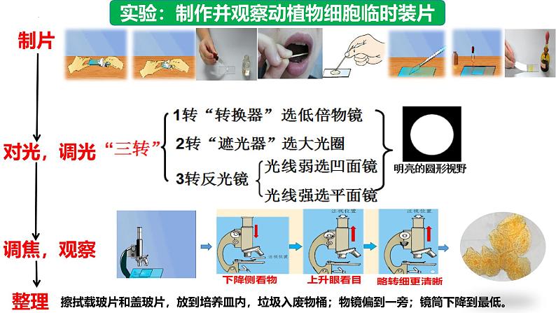 人教版生物七年级上册1.2.3《动物细胞》课件第7页