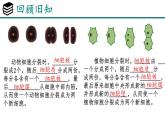 人教版生物七年级上册1.3.2《动物体的结构层次》教学课件