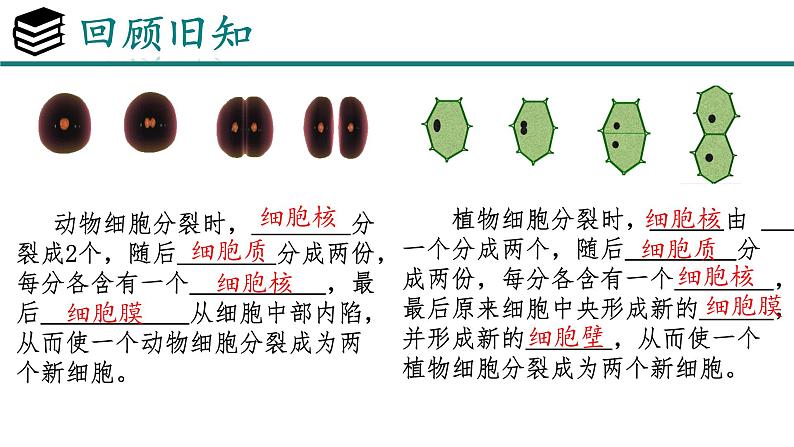 人教版生物七年级上册1.3.2《动物体的结构层次》教学课件第2页