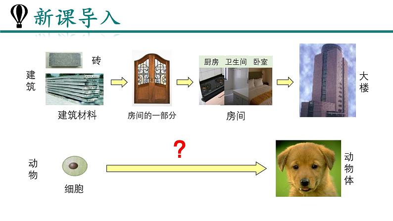 人教版生物七年级上册1.3.2《动物体的结构层次》教学课件第4页