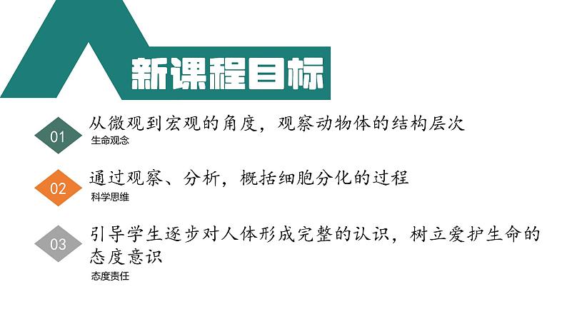 人教版生物七年级上册1.3.2《动物体的结构层次》教学课件第6页