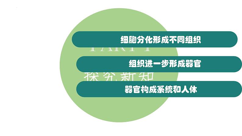 人教版生物七年级上册1.3.2《动物体的结构层次》教学课件第7页