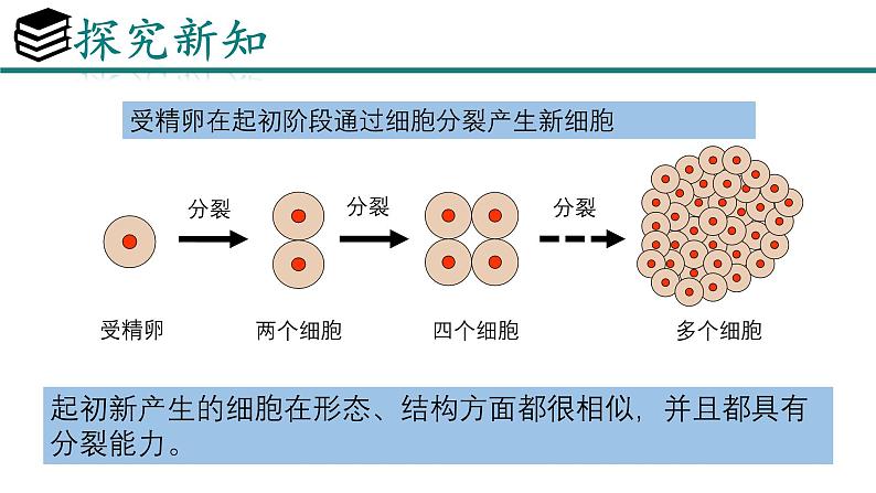 人教版生物七年级上册1.3.2《动物体的结构层次》教学课件第8页