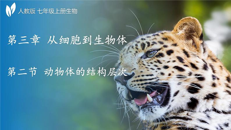 人教版生物七年级上册1.3.2《动物体的结构层次》课件第1页