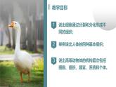 人教版生物七年级上册1.3.2《动物体的结构层次》课件