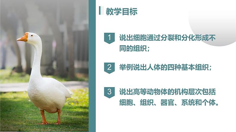 人教版生物七年级上册1.3.2《动物体的结构层次》课件第2页