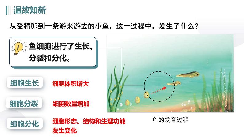 人教版生物七年级上册1.3.2《动物体的结构层次》课件第3页