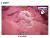 人教版生物七年级上册1.3.2《动物体的结构层次》课件