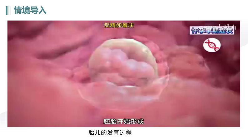 人教版生物七年级上册1.3.2《动物体的结构层次》课件第4页