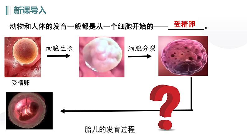 人教版生物七年级上册1.3.2《动物体的结构层次》课件第5页