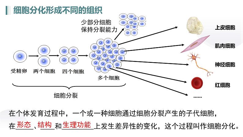 人教版生物七年级上册1.3.2《动物体的结构层次》课件第6页