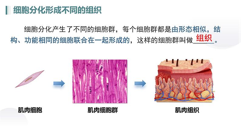 人教版生物七年级上册1.3.2《动物体的结构层次》课件第7页