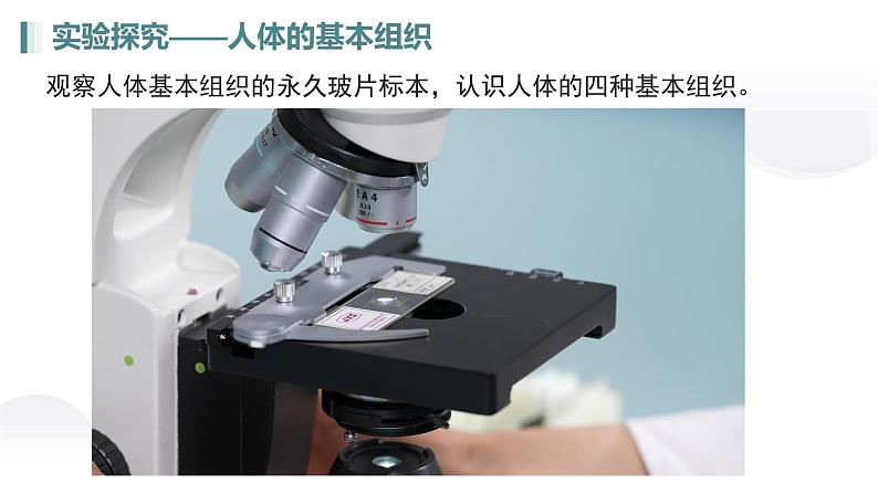 人教版生物七年级上册1.3.2《动物体的结构层次》课件第8页