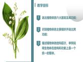 人教版生物七年级上册1.3.3《植物体的结构层次》教学课件