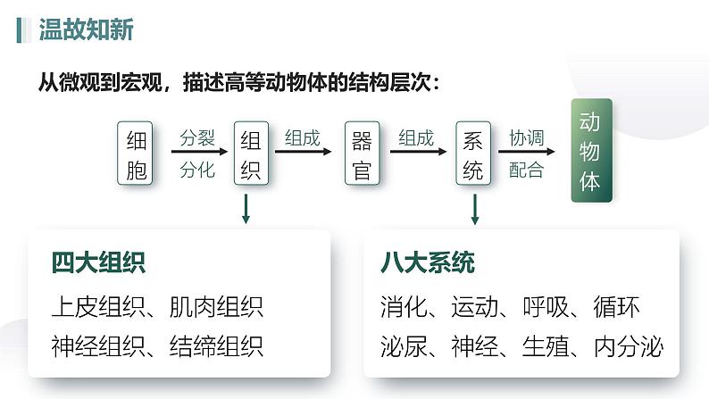 人教版生物七年级上册1.3.3《植物体的结构层次》教学课件第3页