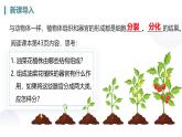 人教版生物七年级上册1.3.3《植物体的结构层次》教学课件