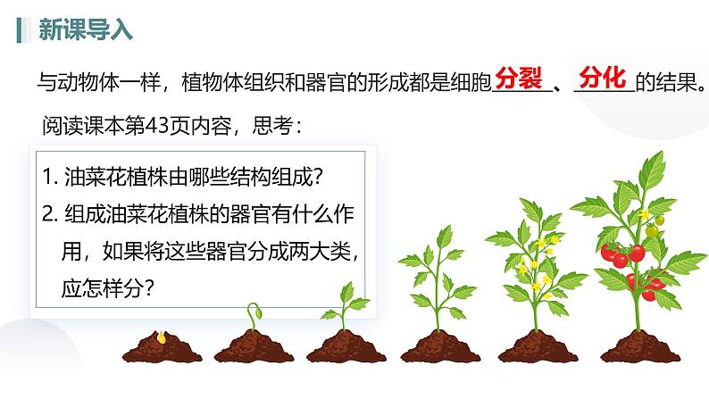 人教版生物七年级上册1.3.3《植物体的结构层次》教学课件第4页