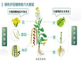 人教版生物七年级上册1.3.3《植物体的结构层次》教学课件