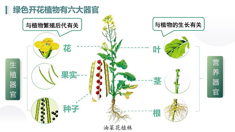 人教版生物七年级上册1.3.3《植物体的结构层次》教学课件第5页