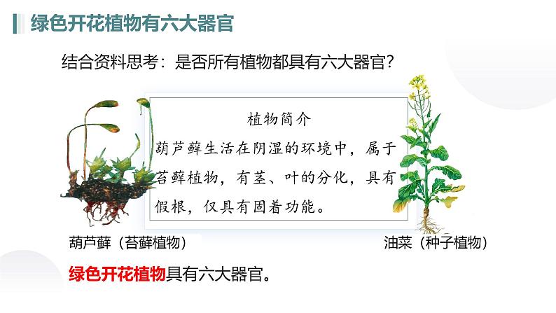 人教版生物七年级上册1.3.3《植物体的结构层次》教学课件第6页
