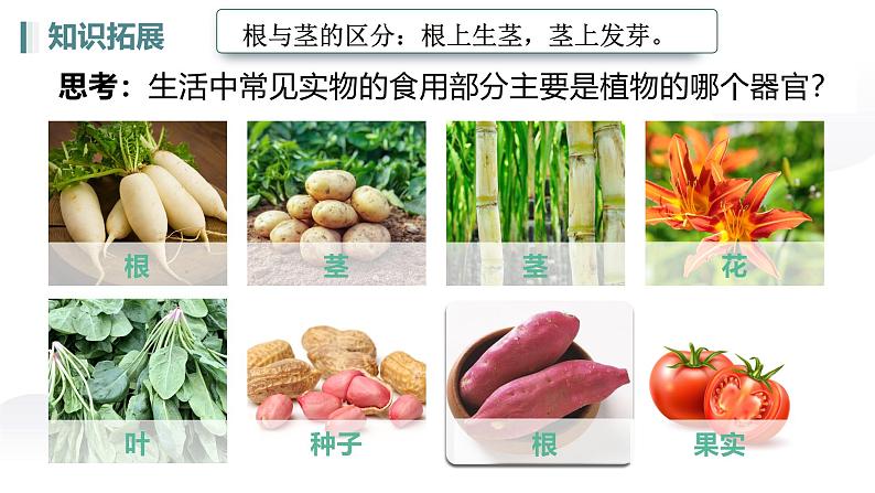 人教版生物七年级上册1.3.3《植物体的结构层次》教学课件第7页