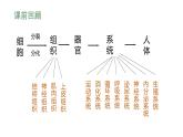 人教版生物七年级上册1.3.3《植物体的结构层次》课件