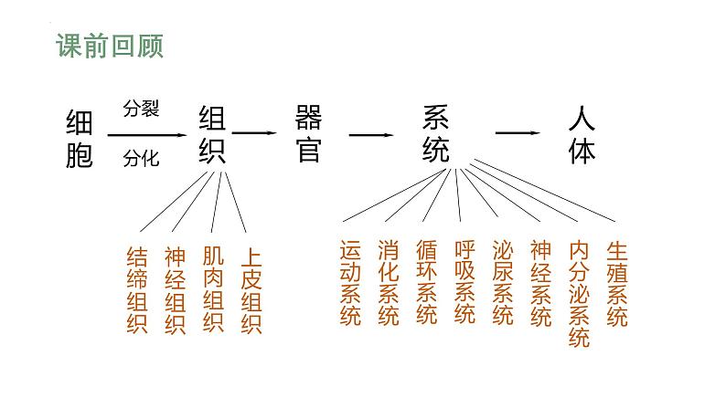 人教版生物七年级上册1.3.3《植物体的结构层次》课件第2页