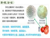 人教版生物七年级上册1.3.3《植物体的结构层次》课件