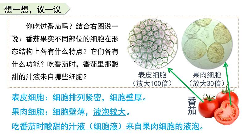 人教版生物七年级上册1.3.3《植物体的结构层次》课件第3页