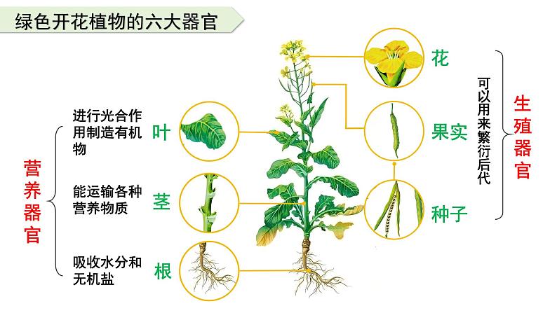 人教版生物七年级上册1.3.3《植物体的结构层次》课件第4页