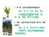人教版生物七年级上册1.3.3《植物体的结构层次》课件