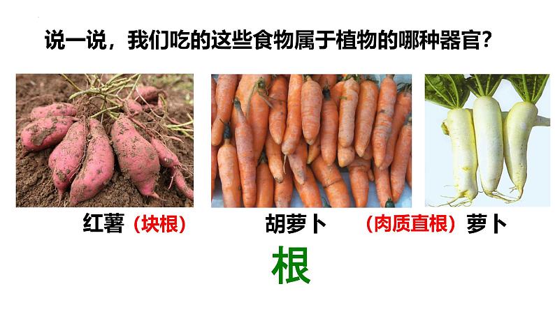 人教版生物七年级上册1.3.3《植物体的结构层次》课件第7页