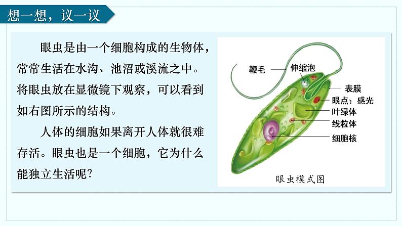 人教版生物七年级上册1.3.4《单细胞生物》（课件 )03