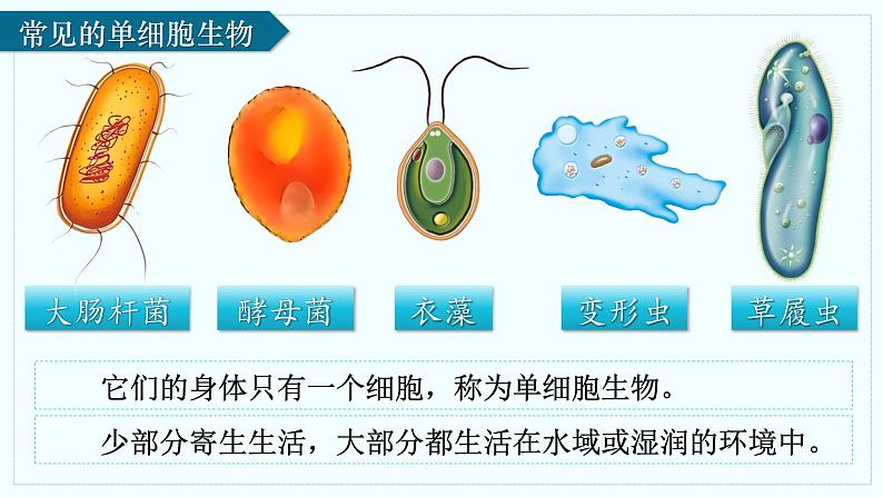 人教版生物七年级上册1.3.4《单细胞生物》（课件 )05