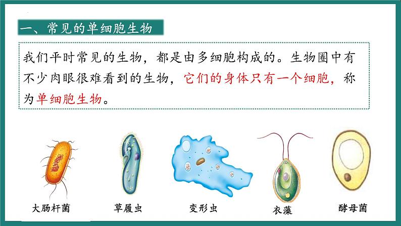 人教版生物七年级上册1.3.4《单细胞生物》课件第6页