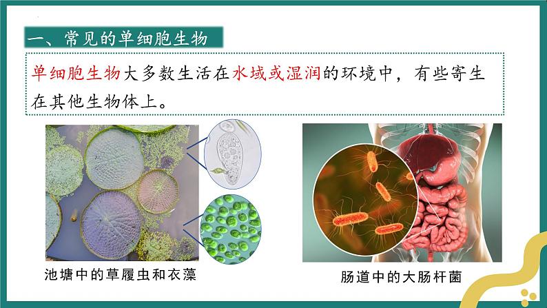 人教版生物七年级上册1.3.4《单细胞生物》课件第7页