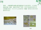 人教版生物七年级上册2.1.1《藻类、苔藓和蕨类植物》教学课件
