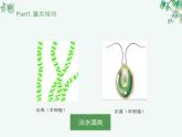 人教版生物七年级上册2.1.1《藻类、苔藓和蕨类植物》教学课件