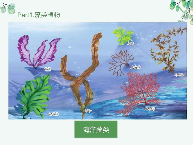 人教版生物七年级上册2.1.1《藻类、苔藓和蕨类植物》教学课件第6页